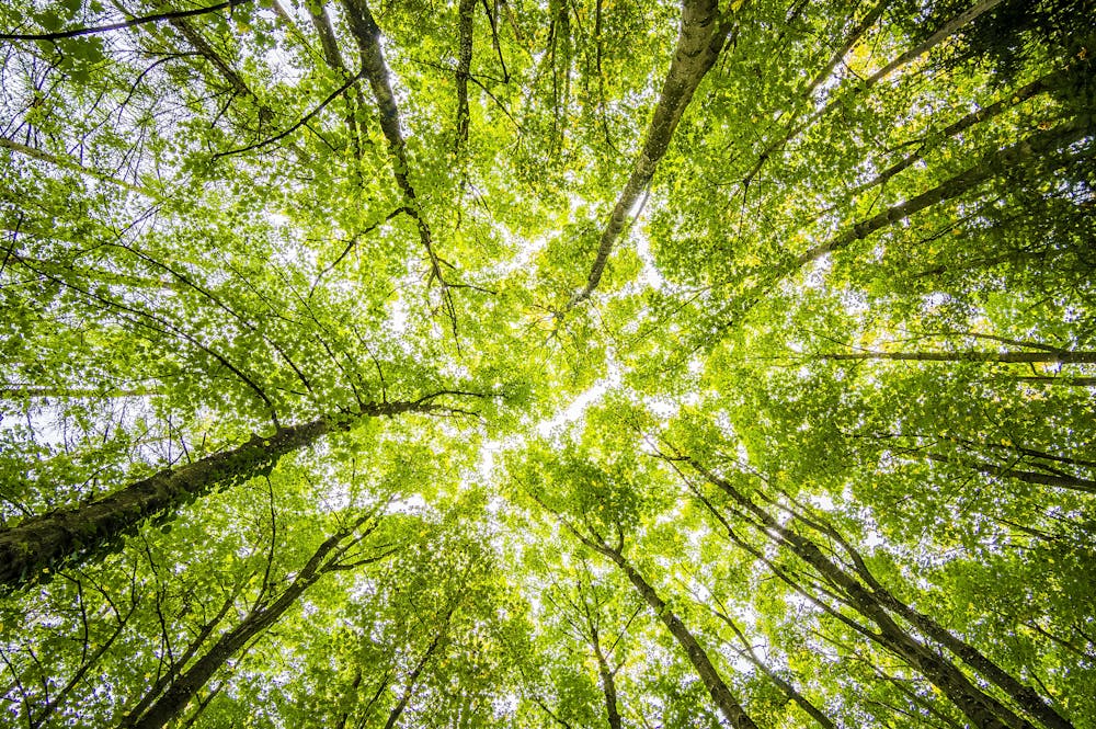 Sunlight Glistening through treetops.